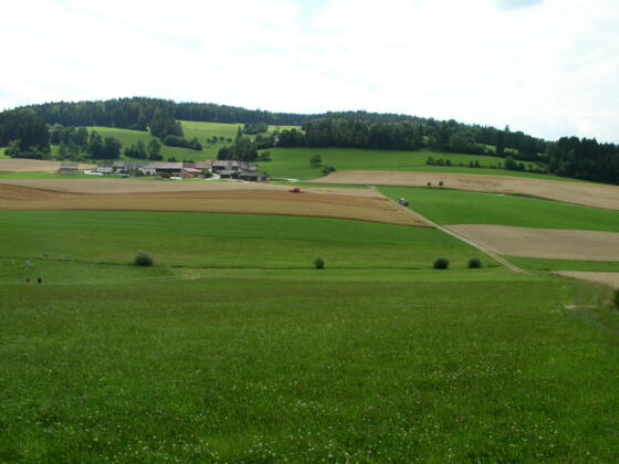 Eisenhut, dahinter am Kamm die tschechische Grenze