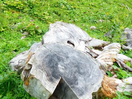 Baumstumpf  Almajurtal