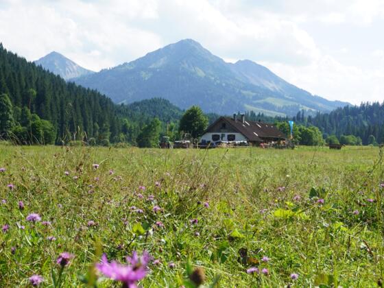 Bergwiese mit Blick auf die Kalbelehof Alpe