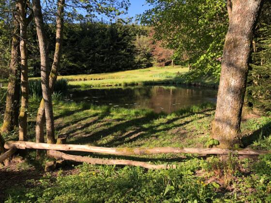 Teich vor Hermesgrün 1