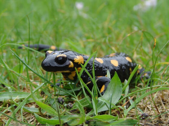 Feuersalamander