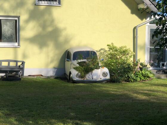 Wand-Käfer in Göhren