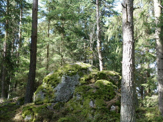 Braunberg Hauptgipfel