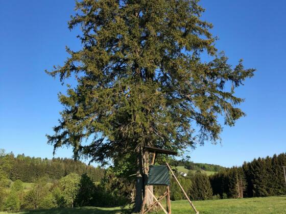 Baumriese bei Hermesgrün