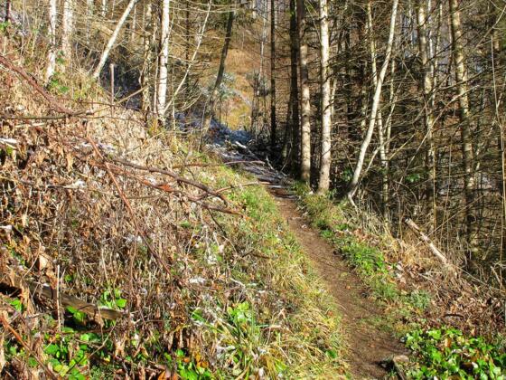 Ein schmaler Pfad führt durch den Wald hinauf und läßt so manchmal dem Blick freie Sicht ...