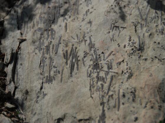 Stacheln von Seeigeln