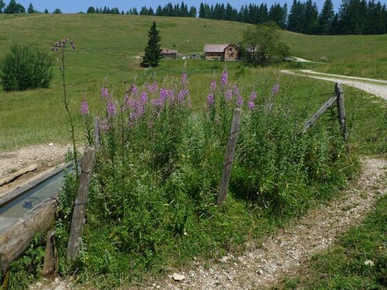 Anlaufalm im Reichraminger Hintergebirge © Nationalpark Kalkalpen