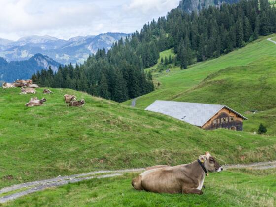 Blick auf Satteleggalpe
