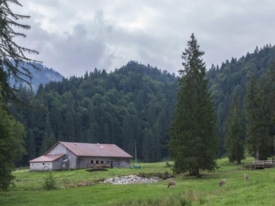 Blick auf Obere Auenalpe