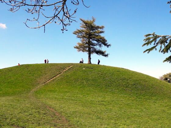 Grillenparz 842m, Gipfellärche