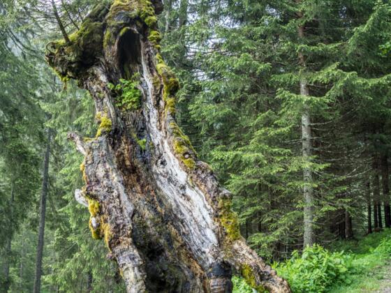 Naturdenkmal Berg-Ahorn