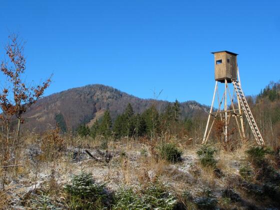 Eine Jagdkanzel erhebt sich vor dem Waldrücken des Wolfsbergs ..