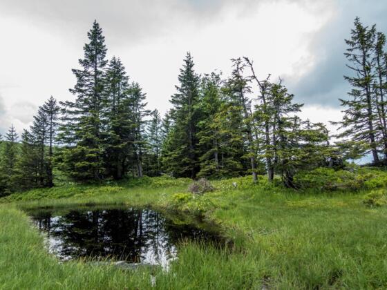 Niedere, Häfenalpgebiet