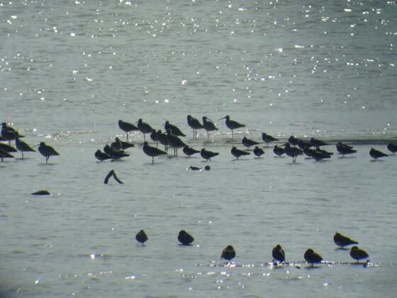 Vogelwelt am Unteren Inn