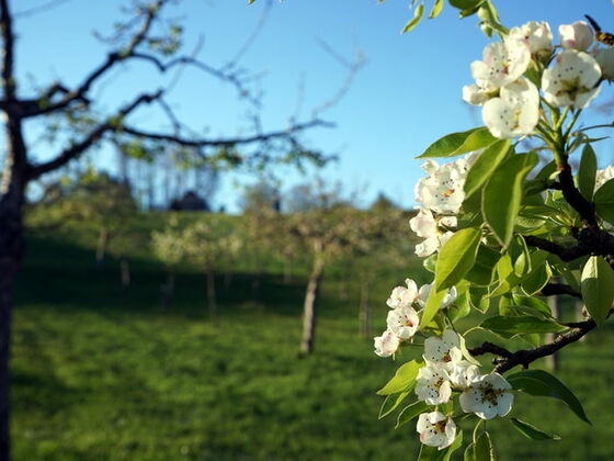 Samerberger Streuobstbäume im Frühjahr
