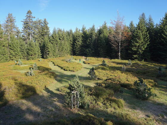 Fläche Nr. 6 - zwischen Predigtstuhl und Hochberg