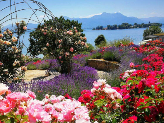 Rosenblüte im Hofanger