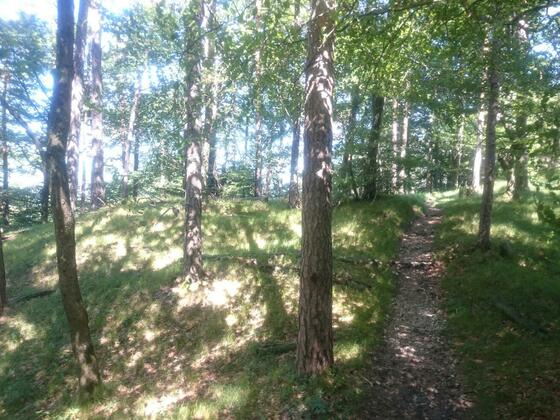 mit Gräsern bewachsenes Waldstück