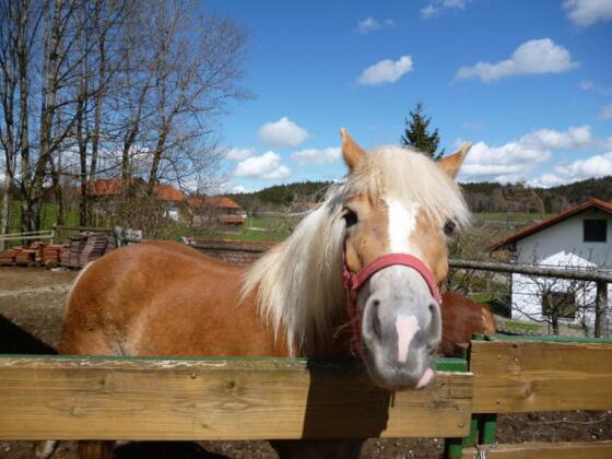 Haflingerstute &quot;Santiaga&quot;