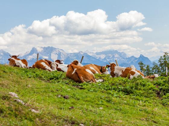 Hochweide an der Bergstation Sesselbahn