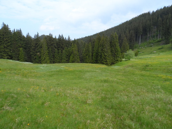 Hochmoor bei Vorderalm
