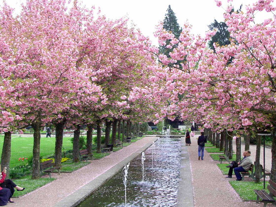 Kirschblüte im Kurgarten Berchtesgaden