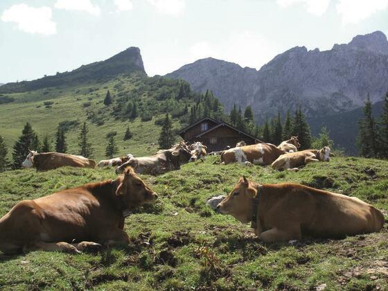 Stuibenhütte mit Kühen