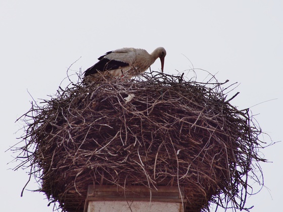 Storch in Langengeisling