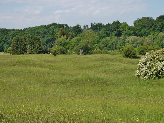 Tuffhügel bei Niederwörth