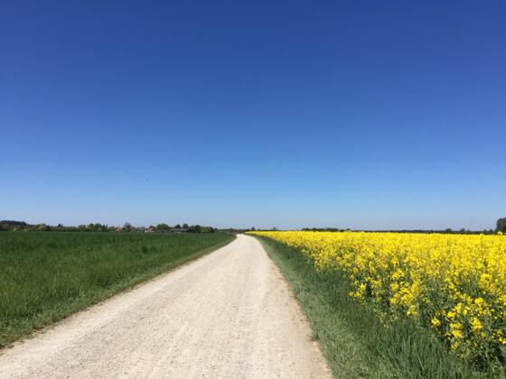 Auf der Römerstraße Richtung Buchendorf