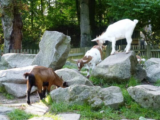 Streichelzoo im Stadtpark