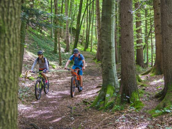 Radltour von Baum zu Baum