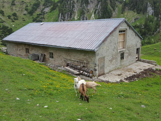 Die Jägerbauernalm