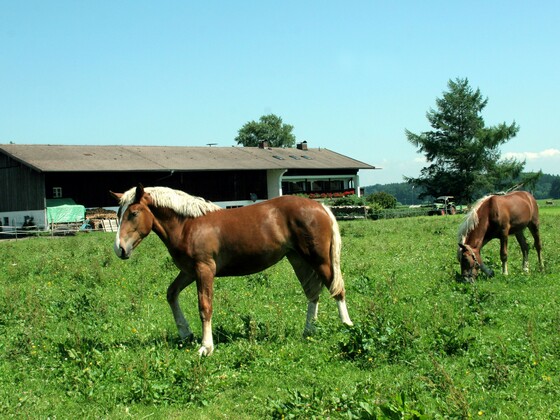 Gestüt bei Dürnbach
