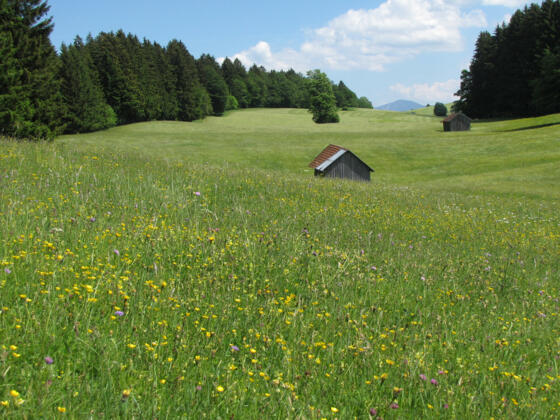 Wanderung - Ammer 1 Rundweg
