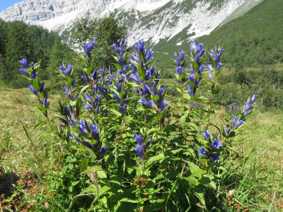 Schwalbenwurz-Enzian auf dem Issanger