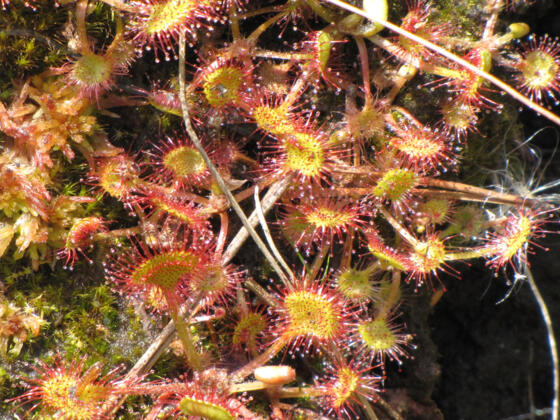 Wanderung - Haselbachweg - Sonnentau am Wegesrand
