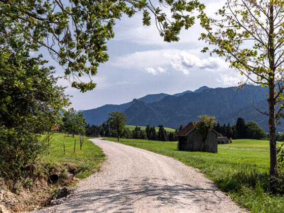 Schotterweg durch Wiesen der Ammergauer Alpen