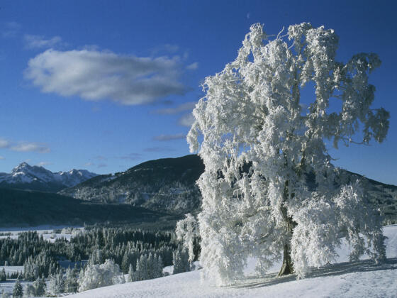 Winterwanderung -Achele Runde
