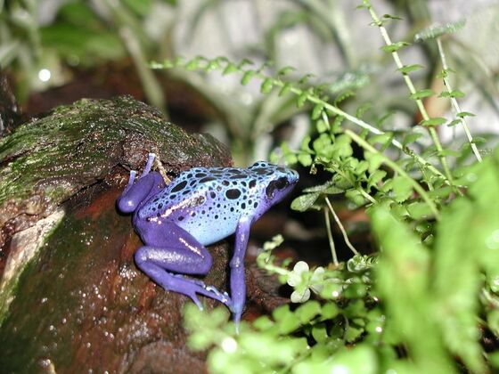 Blauer Pfeilgiftfrosch
