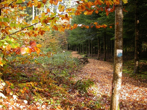 Hernst am Themenpfad Osing