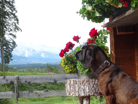 Blick von der Auhütte