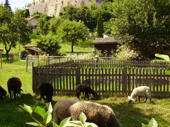 Burg Tittmoning-Barthel