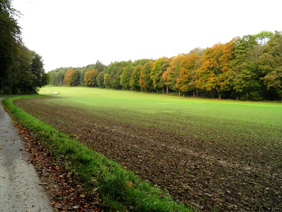 Herbstmorgen vor Harkirchen