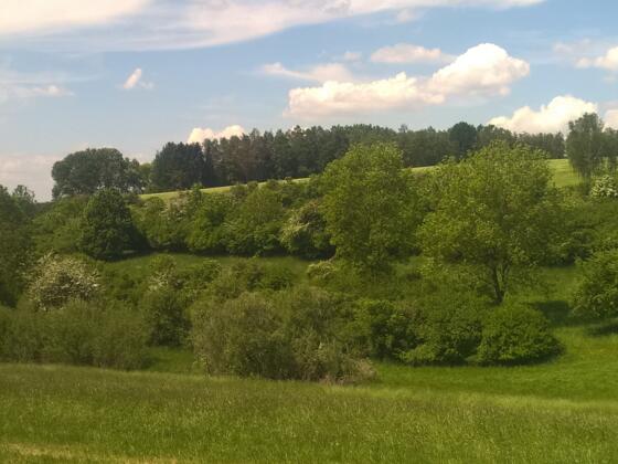 Heckenstrukturen Langenpreising