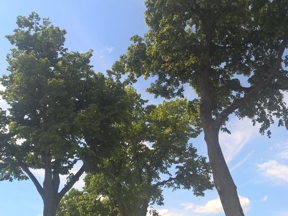 Lindenallee Kirchberg