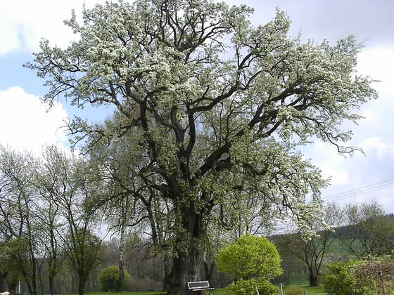 Ältester Birnbaum Oberbayerns
