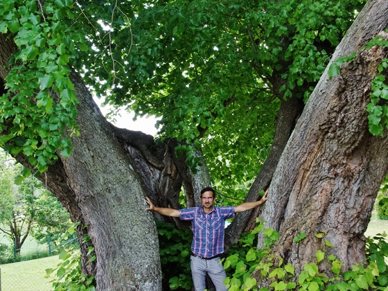 1000-jährige Linde bei St. Wolfgang