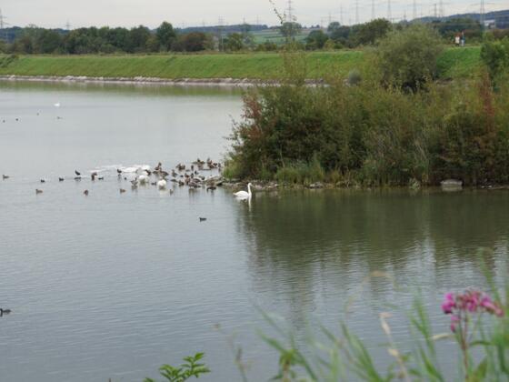 Vogelschutzgebiet am Speichersee