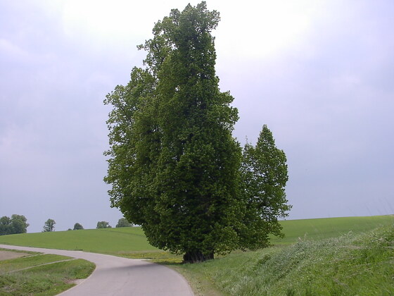 Linde bei Arndorf